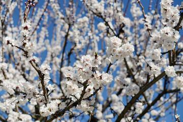 Tree of flowering apricot