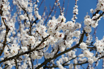 Tree of flowering apricot