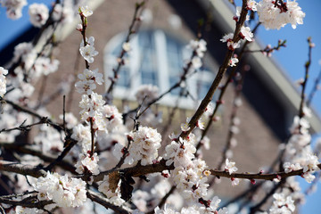 Tree of flowering apricot