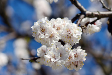 Tree of flowering apricot