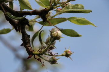 Alter Birnenbaum mit Blüten und Moos im Frühjahr