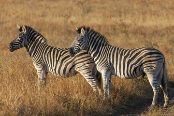 Obraz na płótnie Canvas Plains zebra, common zebra or Burchell's zebra (Equus quagga, formerly Equus burchellii). KwaZulu Natal. South Africa