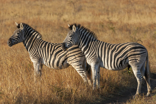 Plains zebra, common zebra or Burchell's zebra (Equus quagga, formerly Equus burchellii). KwaZulu Natal. South Africa