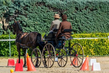 Attelage, dressage, maniabilité.