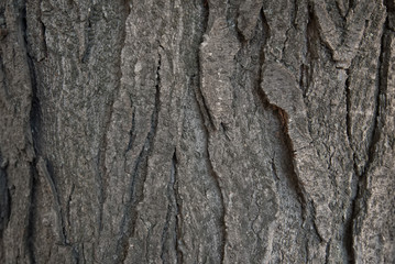 Old bark macro