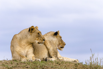 Lion (Panthera leo). KwaZulu Natal. South Africa