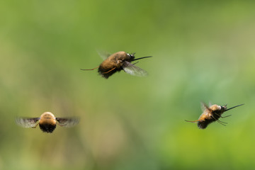 Dotted bee-fly (Bombylius discolor) in flight. Composite of scarce bee mimics in the family Bombylidae, with very long proboscis flying