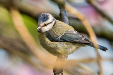 Blue tit (Cyanistes caeruleus) perched on branch. Colourful garden songbird in the family Paridae, showing distinctive blue crest