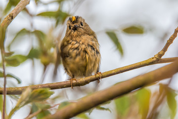 Goldcrest (Regulus regulus) wet after bath. Britain's smallest bird, in the family Sylviidae, wet after splashing in stream