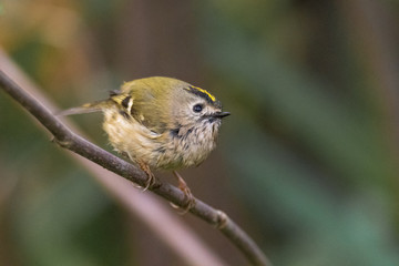 Goldcrest (Regulus regulus) perched on branch. Britain's smallest bird, in the family Sylviidae, wet after splashing in stream