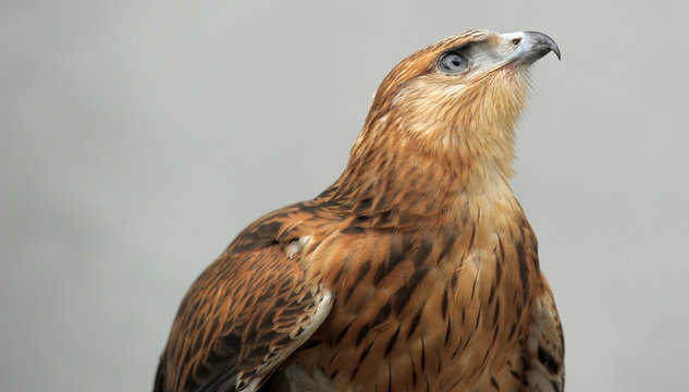 Portrait of a hawk