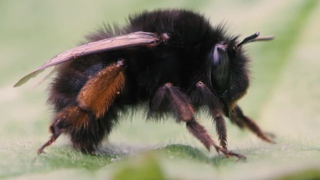 Hairy-footed flower bee (Anthophora plumipes). Large female bee in the family Apidae, with orange pollen brush on hind legs
