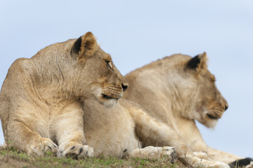 Fototapeta na wymiar Lion (Panthera leo). KwaZulu Natal. South Africa
