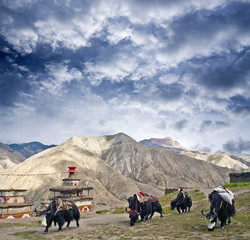 Caravane de yaks traversant sur la route dans le Haut Dolpo, Népal Himalaya