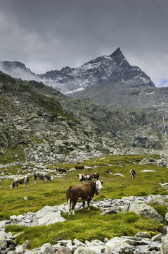 Cows under Uja di Ciardoney (Soana Valley, Gran Paradiso National Park, Piedmont, Italy)