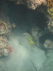 coralli e pesci del mare © paolo