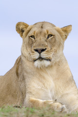 Lion (Panthera leo). KwaZulu Natal. South Africa