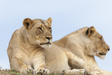 Naklejka na ściany i meble Lion (Panthera leo). KwaZulu Natal. South Africa