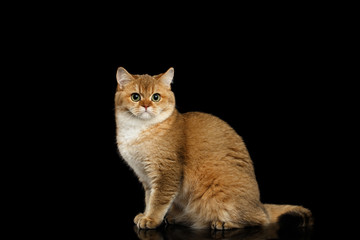 Gorgeous British Cat with Gold chinchilla Fur, Green eyes Sitting on Isolated Black Background, side view