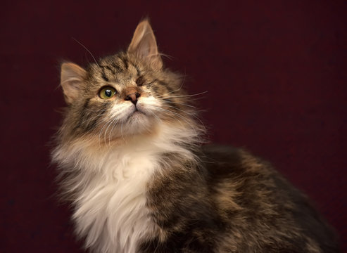 One-eyed, Fluffy Cat After Surgery.