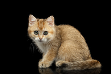 Obraz premium British Kitten Red Fur and Green eyes Sitting and Stare in camera on Isolated Black Background