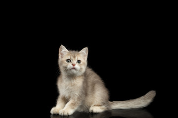 Obraz premium British Kitten Red Fur and Green eyes Sitting with long tail on Isolated Black Background, front view