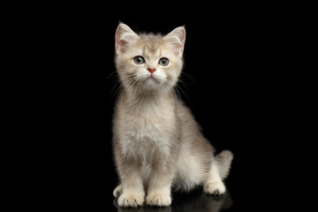British Kitten Red Fur and Green eyes Sitting and Stare in camera on Isolated Black Background, front view