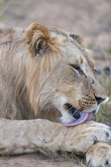 Lion (Panthera leo) licking its paw. KwaZulu Natal. South Africa