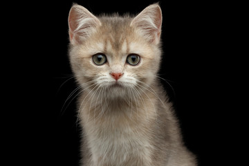 Close-up Portrait of British Kitten with Red Fur , Green eyes and Ears from Fox, Stare in camera on Isolated Black Background, front view