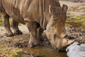 Obraz premium シロサイ