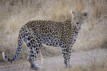 Leopard (Panthera pardus) female. Mpumlanga. South Africa