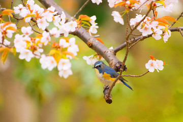 桜とルリビタキ