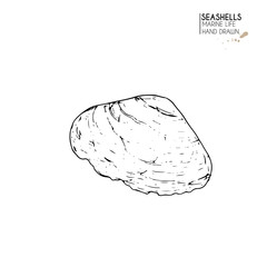 Vector hand drawn set of seashells. Isolated starfish. Underwater animal life. Tropical scallop on white. Engraved art.