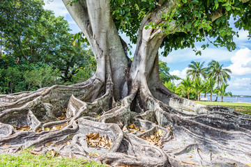 south Florida Banyan Tree