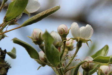 Alter Birnenbaum mit Blüten und Moos im Frühjahr