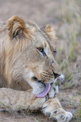 Lion (Panthera leo) licking its paw. KwaZulu Natal. South Africa