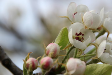 Alter Birnenbaum mit Bl&uuml;ten und Moos im Fr&uuml;hjahr