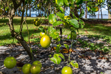 Florida Mango Tree