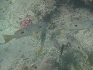 coralli e pesci del mare © paolo