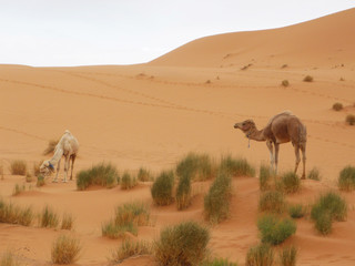 Camels in desert, Merzouga, Morocco