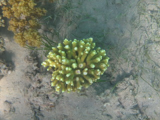 coralli e pesci del mare © paolo