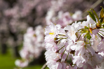 Kirschblüte