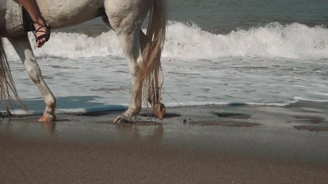 Close up of legs of two white horses walking on dark sand close to water waves on beach on sunny day. Shot with Sony a7s