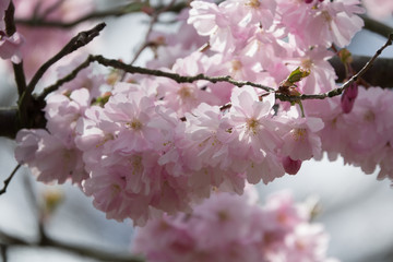 Cherry Blossoms