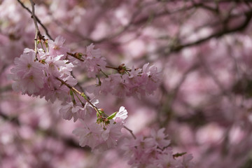 Cherry Blossoms