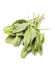 Fresh sorrel isolated