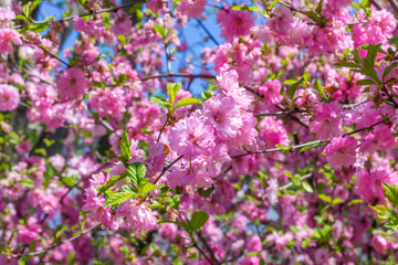 flower of the Japanese cherry sakura blossoms
