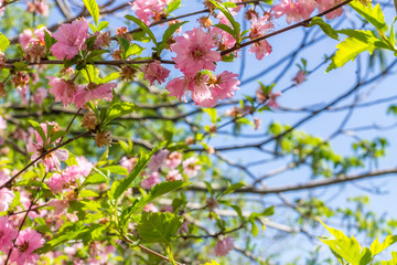 flower of the Japanese cherry sakura blossoms