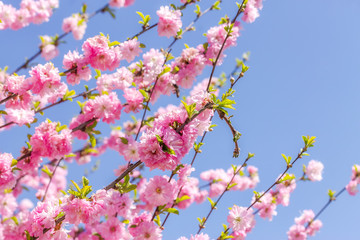 Branch of the Japanese cherry sakura blossoms