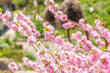 Branch of the Japanese cherry sakura blossoms